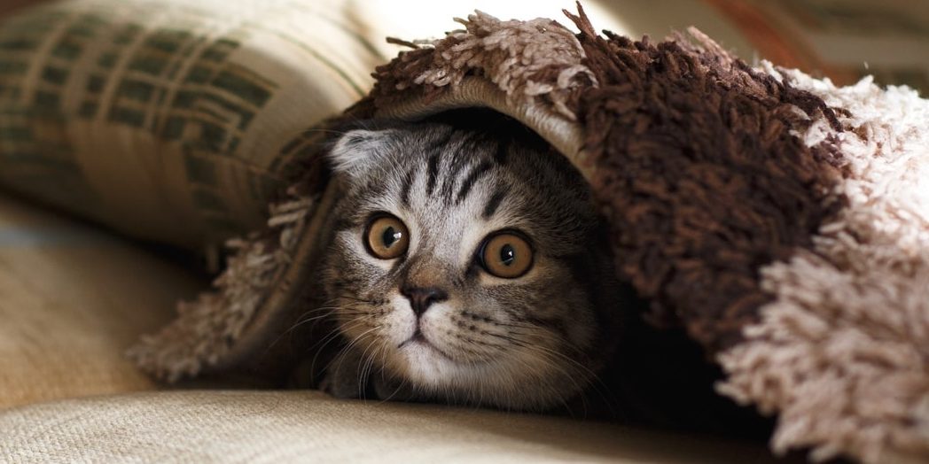 Cat hiding