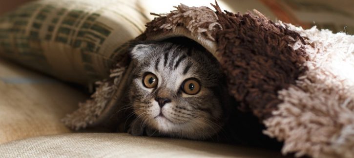 Cat hiding Cat hiding